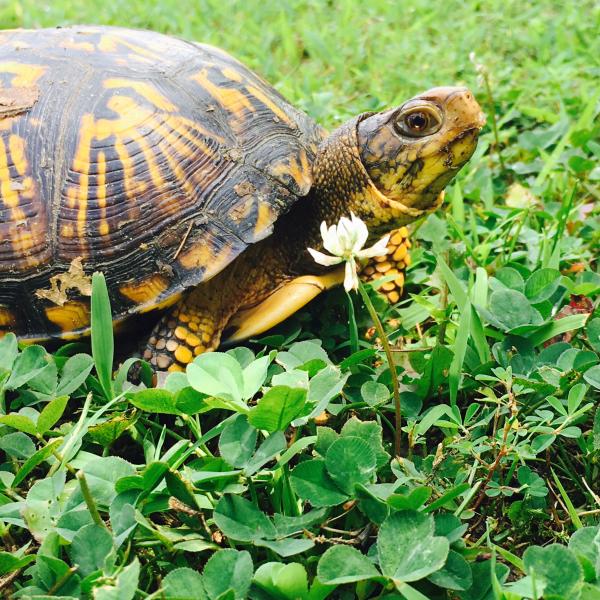 Pour nos animaux - Mélange de fleurs pour Tortues Terrestres - MEDIA_EN_SITUATION_1